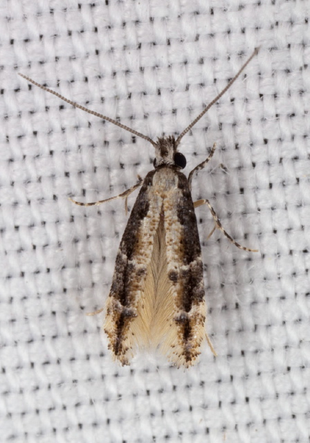 Homosetia spp.? Tineidae