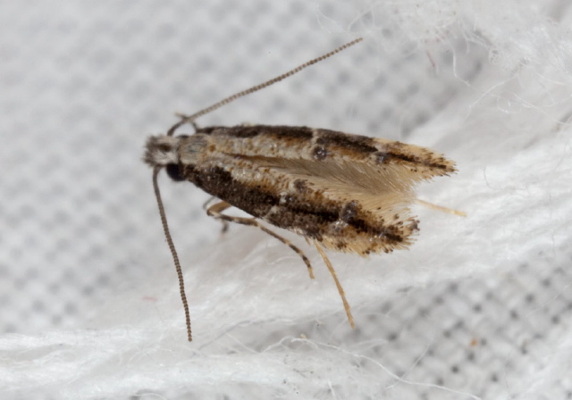 Homosetia spp.? Tineidae