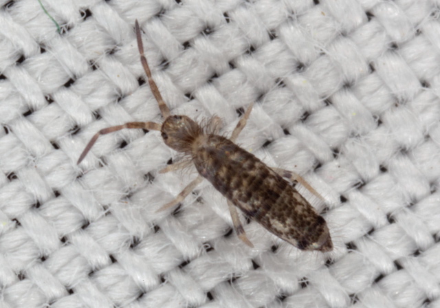 Seira bipunctata Entomobryidae