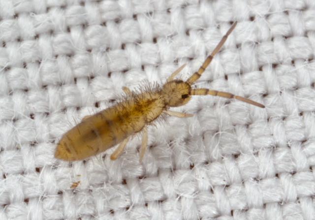 Orchesella alpa Entomobryidae