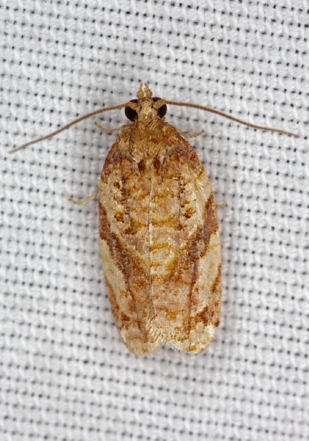 Argyrotaenia floridana? Tortricidae