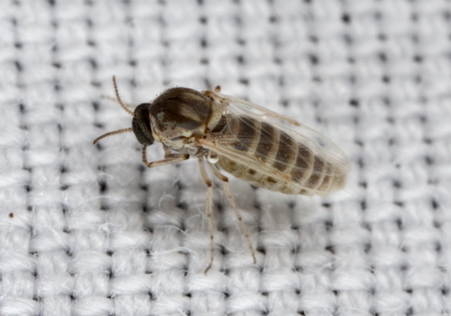 Dasyhelea sp.? Ceratopogonidae