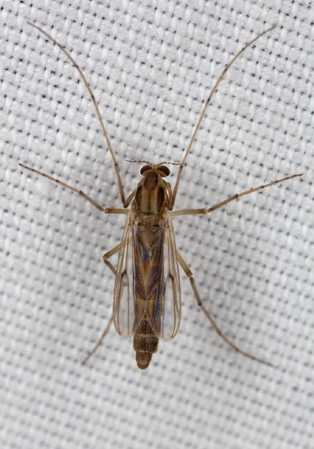 Chironomus (Chironomus) sp. Chironomidae