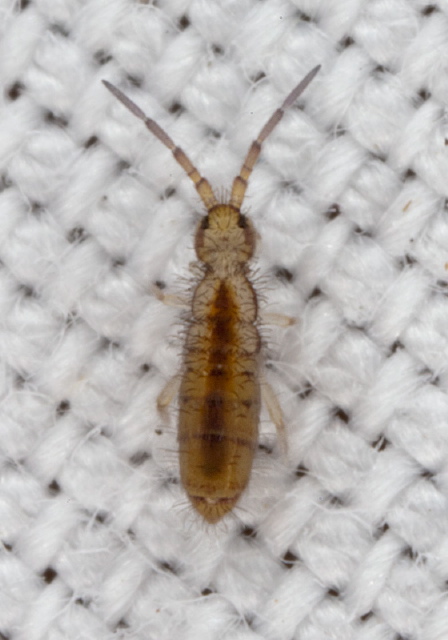 Orchesella alpa Entomobryidae