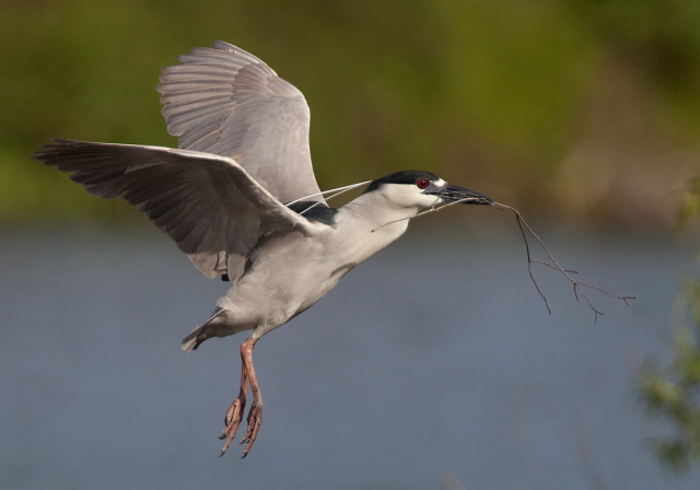 Nycticorax nycticorax Ardeidae