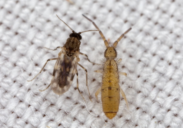 Culicoides variipennis? Ceratopogonidae