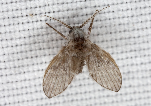 Clogmia sp. Psychodidae