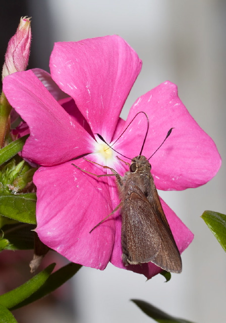 Asbolis capucinus Hesperiidae