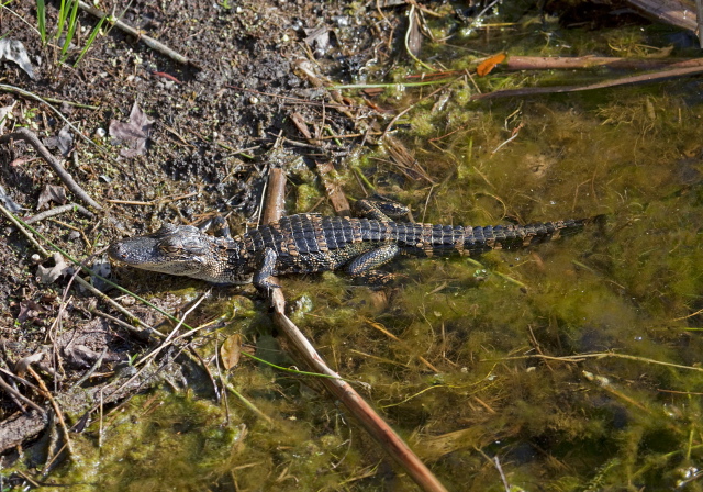 Alligator mississippiensis Alligatoridae