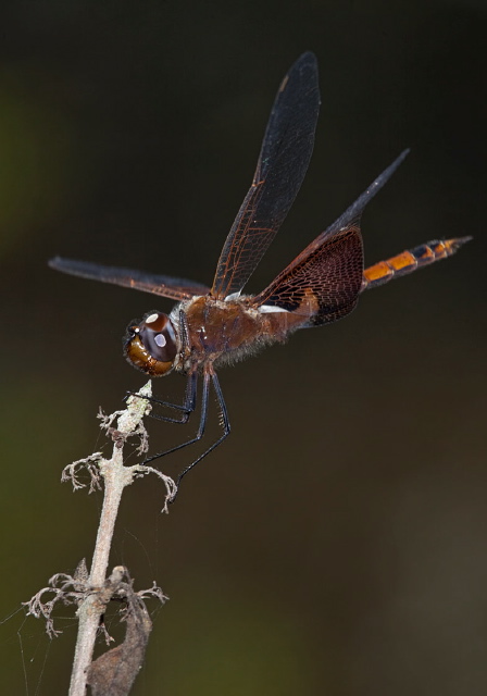 Tramea carolina Libellulidae