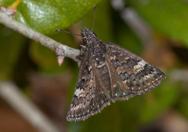 Erynnis brizo somnus Hesperiidae