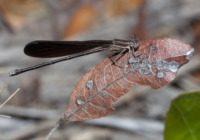 Argia fumipennis atra Calopterygidae