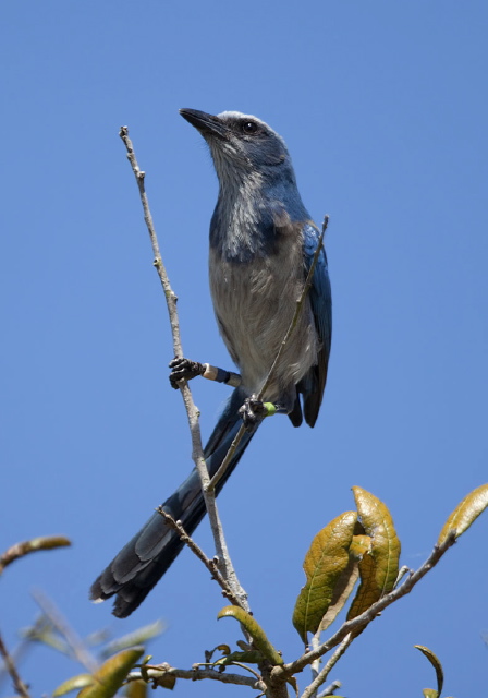 Aphelocoma coerulescens Corvidae