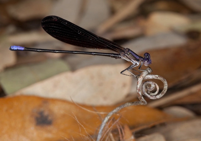 Argia fumipennis atra Calopterygidae