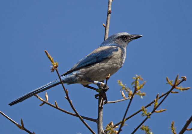 Aphelocoma coerulescens Corvidae