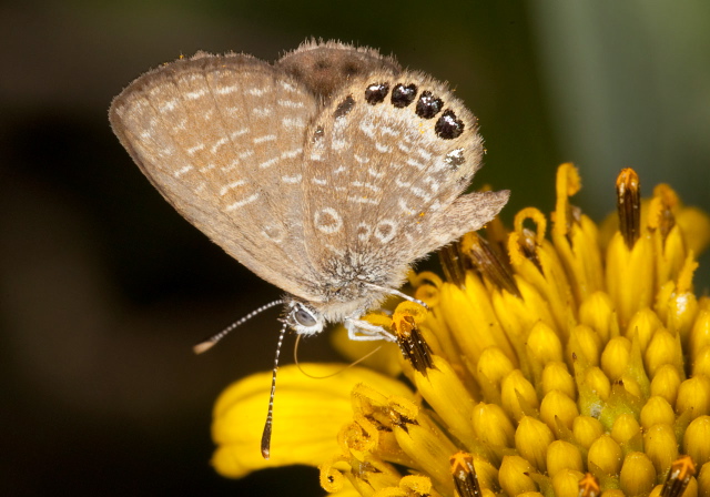 Brephidium pseudofea Lycaenidae