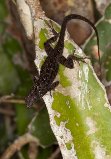 Anolis sagrei? Polychrotidae