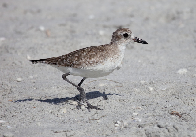 Pluvialis squatarola Charadriidae