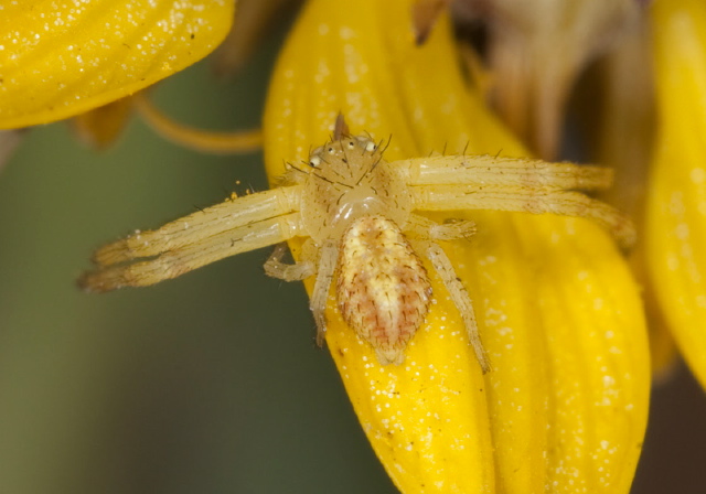 Mecaphesa sp.? Thomisidae