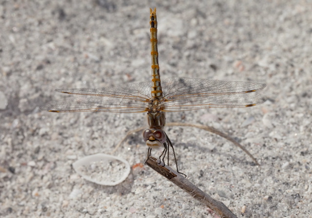 Sympetrum corruptum Libellulidae