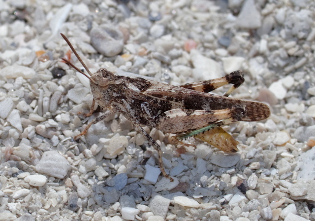 Chortophaga viridifasciata australior Acrididae