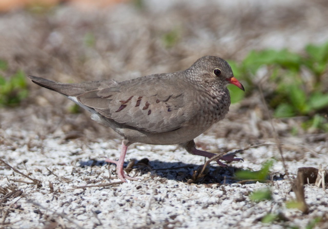 Columbina passerina Columbidae