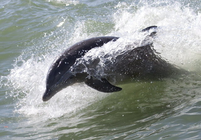 Tursiops truncatus Delphinidae