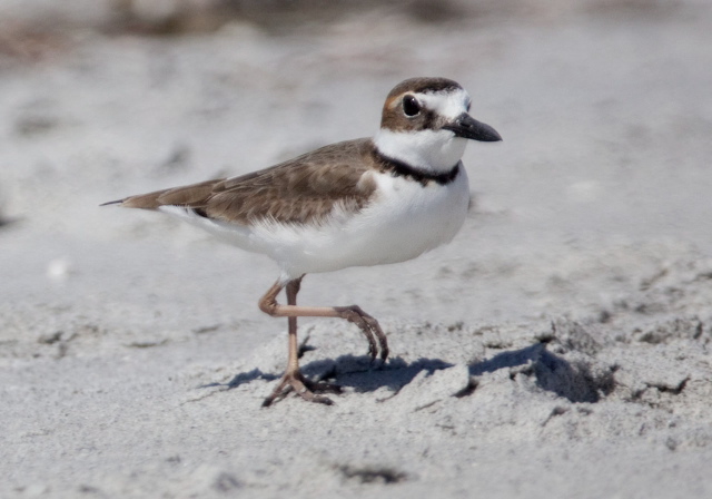 Charadrius wilsonia Charadriidae