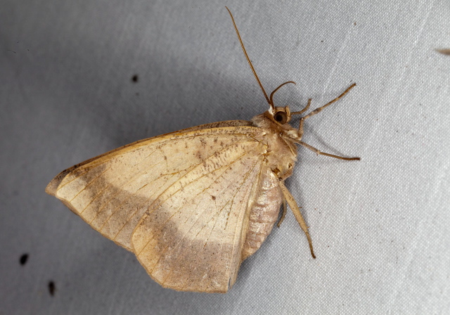 Oxydia cubana? Geometridae