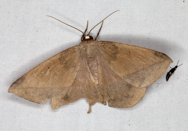 Oxydia cubana? Geometridae