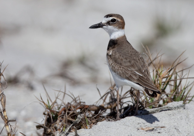 Charadrius wilsonia Charadriidae