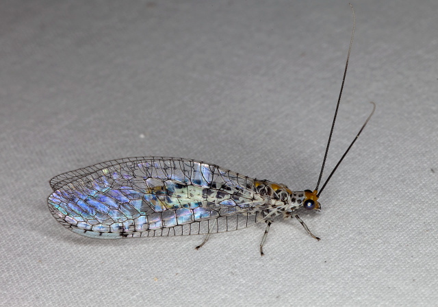 Abachrysa eureka Chrysopidae