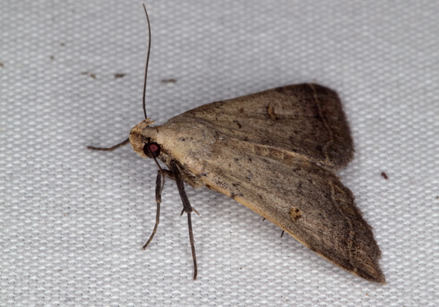 Bleptina caradrinalis Erebidae