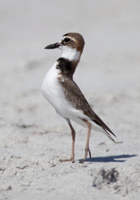 Charadrius wilsonia Charadriidae