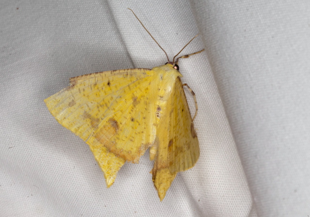 Nepheloleuca sp. Geometridae