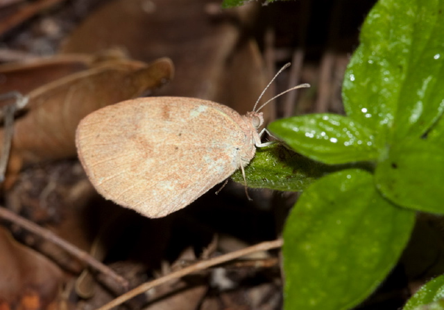 Eurema daira Pieridae