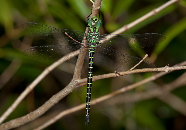 Epiaeschna heros Aeshnidae