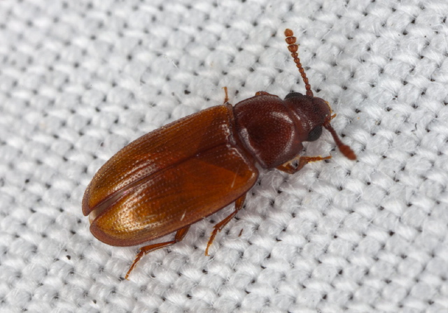 Pharaxonotha floridana Erotylidae