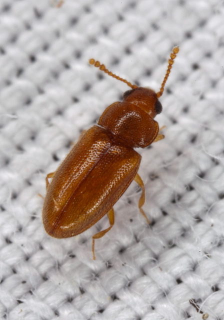 Cryptophilus integer? Erotylidae