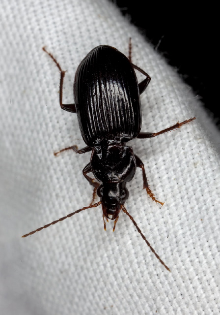   Carabidae