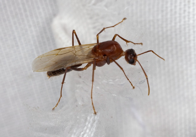 Camponotus (Tanaemyrmex) tortuganus Formicidae