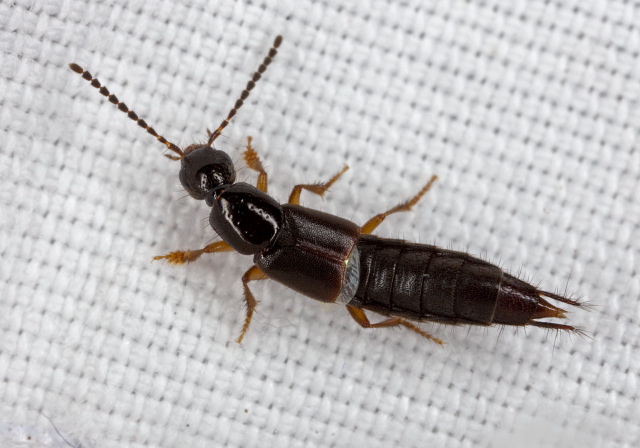 Philonthus sp. Staphylinidae