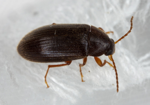 Hymenorus Tenebrionidae