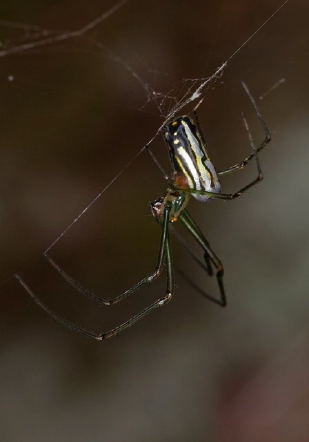 Leucauge argyra Tetragnathidae