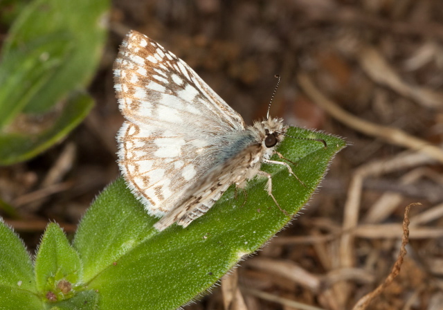 Pyrgus oileus Hesperiidae