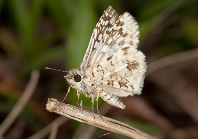 Pyrgus oileus Hesperiidae