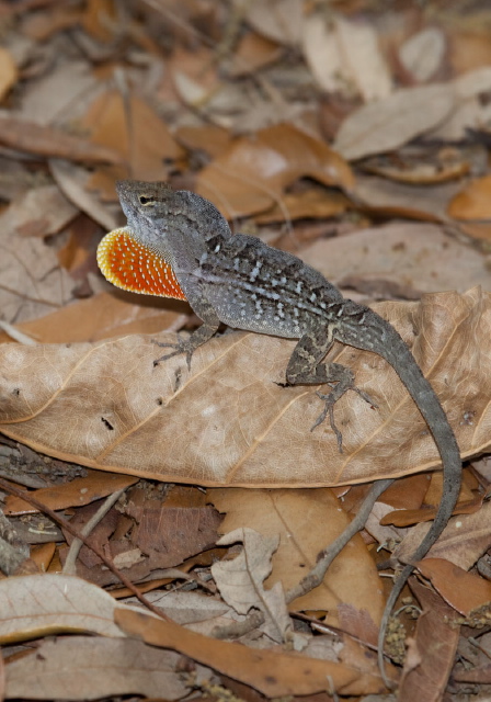 Anolis sagrei? Polychrotidae