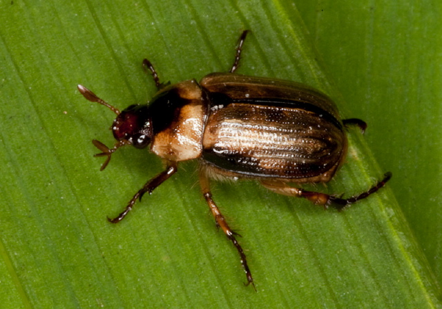 Anomala innuba Scarabaeidae