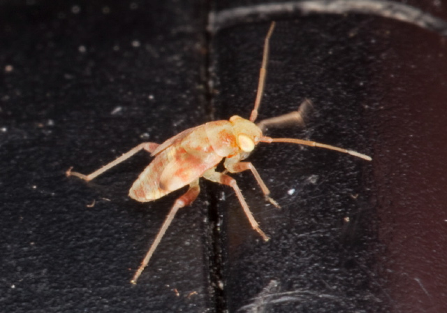   Miridae