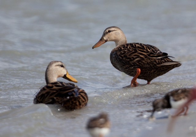 Anas fulvigula Anatidae